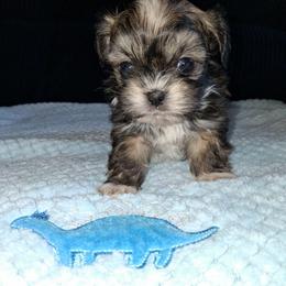 Scout - Tricolor male Shih Tzu puppy in Memphis, Tennessee from Lady and the Tramp