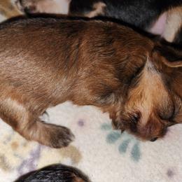 Autum - Gold female Yorkshire Terrier puppy in Sidney, Ohio from Little Yorkie World