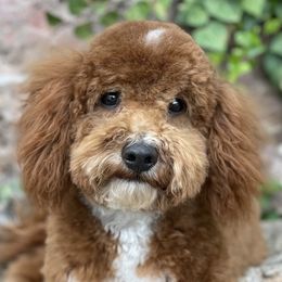 Charlie Mac - Poodle