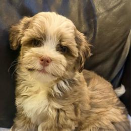 Dusty - Chocolate brindle male Havanese puppy in Lancaster, South Carolina from 3 Bs Havanese-PUPPIES with  PURPOSE