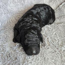 Black girl - Black female Poodle puppy in Bauxite, Arkansas from Mountain Ridge Poodles