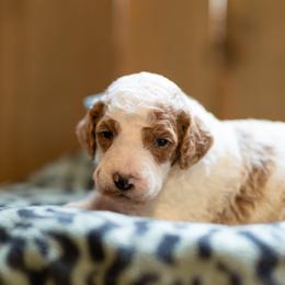 Ice - Parti male Poodle puppy in Fairfield, Illinois from Positively Doodles
