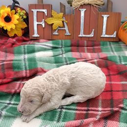 Marlin - Cream Poodle puppy in Belgrade, Maine from Mere Point Poodles