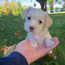 Taiga - White and tan male Maltese puppy in Ludington, Michigan from OT Maltese & Co