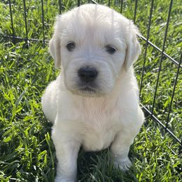 Golden Retrievers from Prim Family Goldens