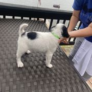 English Setter Puppies from Monkota Setters