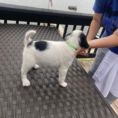 English Setter Puppies from Monkota Setters