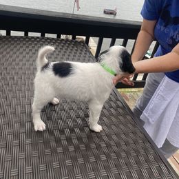 English Setter Puppies from Monkota Setters