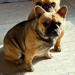 Cherry - Fawn female French Bulldog puppy in Redway, California from Lost Coast French Bulldogs