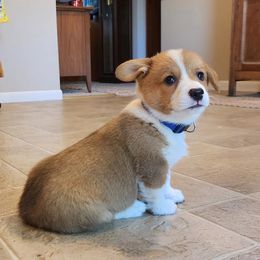 Piglet - Red male Pembroke Welsh Corgi puppy in Pine Village, Indiana from NL Horsemanship
