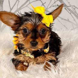 Buttercup - Black and tan female Yorkshire Terrier puppy in Aurora, Colorado from Exotic Kennels Co