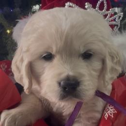 Girl 2 - Light golden female Golden Retriever puppy in Fresno, California from Warwick’s Central California Goldens
