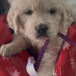 Girl 2 - Light golden female Golden Retriever puppy in Fresno, California from Warwick’s Central California Goldens
