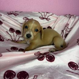 Sammy - Cream male Dachshund puppy in Lake City, Florida from My Ditzy Doxies of Florida
