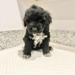 Mr Croatia (World Cup Litter) - Black and white male Portuguese Water Dog puppy in Grants Pass, Oregon from Rogue River Portuguese Water Dogs