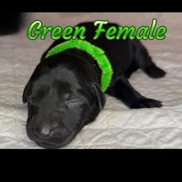 Green collar, female - Black female Labrador Retriever puppy in Moore, Oklahoma from Okiehuntinboyz Labrador Retrievers