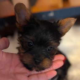 Pumpkin (White collar) - Black and tan male Yorkshire Terrier puppy in Riverbank, California from Yorkie_Wonderland and Stud Services