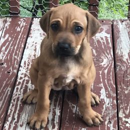 Tic - Red wheaten male Rhodesian Ridgeback puppy in Layton, Utah from Penny's Puppies (Rhodesian Ridgeback)