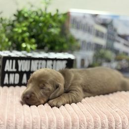 AKC Isabella and Tan Male - Fawn (isabella) and tan male Dachshund puppy in Ladson, South Carolina from Funk's Four-Legged Friends