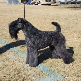 Journey - Kerry Blue Terrier