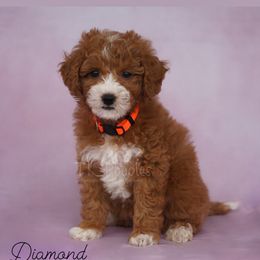 Diamond - Red  Poodle puppy in New Jersey from TK Poodles