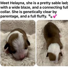 Helayna - Sable female Pembroke Welsh Corgi puppy in Cashion, Oklahoma from Shabby Chic Corgis