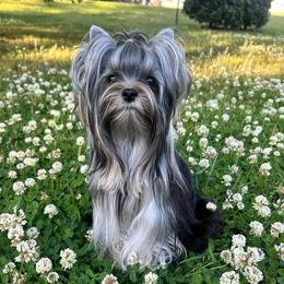 Duna - Yorkshire Terrier