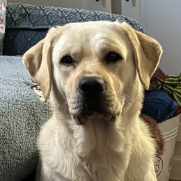 Lexi - Labrador Retriever