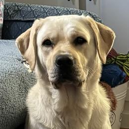 Lexi - Labrador Retriever
