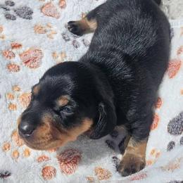 Boy 1 - Black and cream male Dachshund puppy in Woodland, Washington from SJs Dachshunds