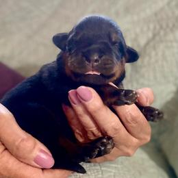 Hail - Black and mahogany male Rottweiler puppy in Crothersville, Indiana from The Solid Rock Kennel