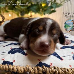 Cracker Jack - Piebald male Dachshund puppy in Fayetteville, West Virginia from Loop Creek Dachshunds