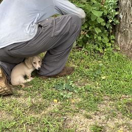 6083703991 Girl 2 - Cream female Dachshund puppy in Wisconsin from Sabe and Shabe’s Doxies