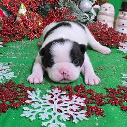 Black n White Boy - Black and white male Boston Terrier puppy in Corsicana, Texas from JT Bostons