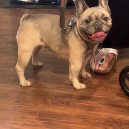 Pearl - French Bulldog