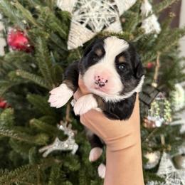 Judy - Black tri female Miniature Australian Shepherd puppy in Goldsboro, North Carolina from Maple Ridge Farm