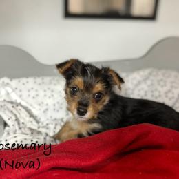 Rosemary - Black and tan Yorkshire Terrier puppy in Waldorf, Maryland from Luv My Yorkies, LLC