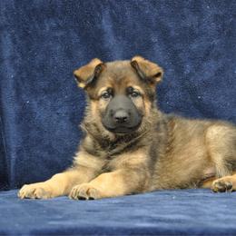 Roast - Sable male German Shepherd puppy in New Cambria, Missouri from Des Hausraben Shepherds