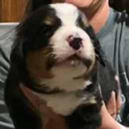 Black Collar Male - Black rust and white male Bernese Mountain Dog puppy in Bristol, Tennessee from Holston Hollow Farm