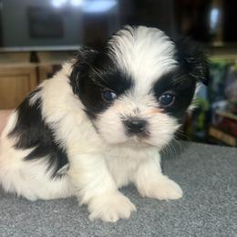 Oliver Aiku - Black and white male Shih Tzu puppy in Citrus Heights, California from The Lion dog Shih Tzu