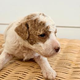 Cove - Parti male Goldendoodle puppy in Livermore, Colorado from Heritage Hills Family Doodles
