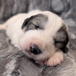 Girl 2 - White and badger female Great Pyrenees puppy in Tombstone, Arizona from WeVolution Off-Grid