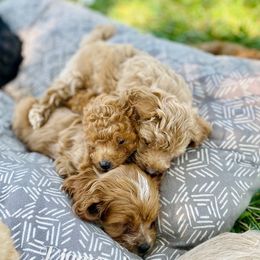 Cockapoos from Diamond K