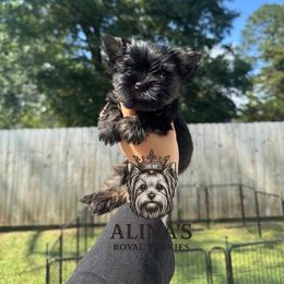Anna - Black and tan female Yorkshire Terrier puppy in Moultrie, Georgia from Alina's Royal Yorkies