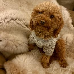 Kingsley - Poodle