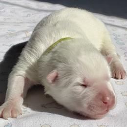 Lime Green Girl - White Samoyed puppy in Broomfield, Colorado from Klondike Snow Samoyeds