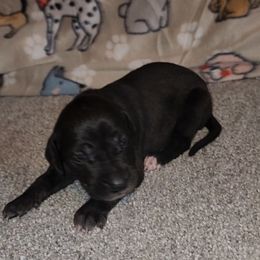 Jodie - Black female Great Dane puppy in Walker, Louisiana from La Rebel Danes