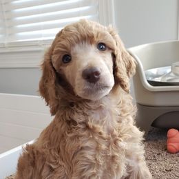 Poodle Puppies from Lady Liberty Pups