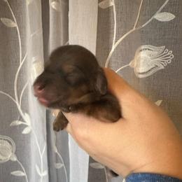 Jelly Bean - Red male Dachshund puppy in Wolf Lake, Indiana from Canisteo Dachshunds