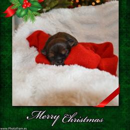 Abigail - Chocolate female Shih Tzu puppy in Magnolia, Texas from Furbourne Farms